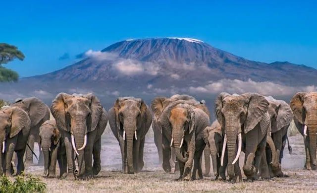 Amboseli Elephants & Kilimanjaro Views