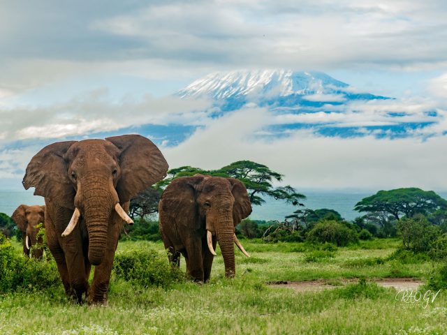 6 Days: Masai Mara, lake Nakuru, and Amboseli