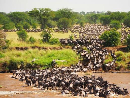 4 Days Masai Mara and lake Nakuru