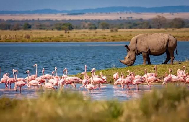 7 Days: Masai Mara, lake Nakuru, lake Naivasha and Amboseli