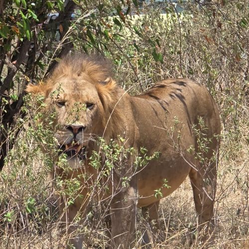 Tsavo National Park