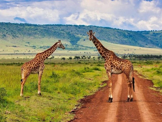3 Days Masai Mara