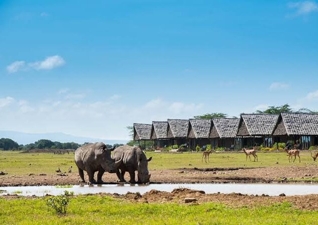 Ol Pejeta Rhino Conservancy Safari