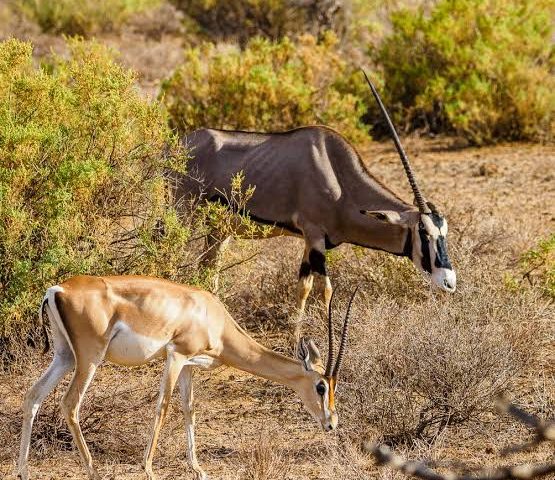 Samburu Special Five Safari